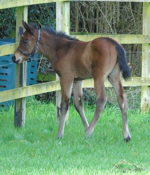 2023 filly by Frankel
